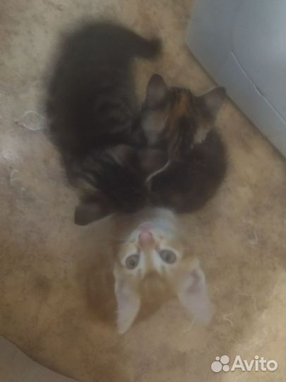 Кошка в дар