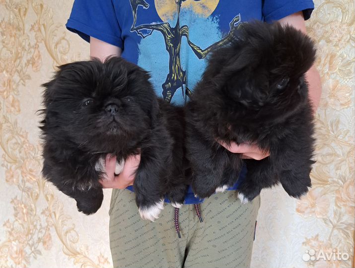 Щенки пекинеса