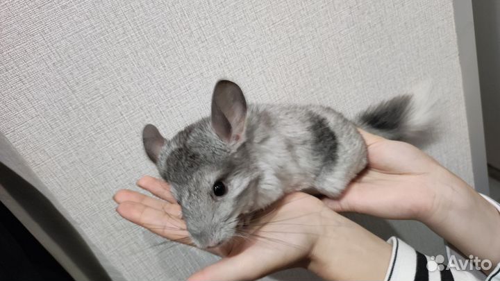 Шиншилла