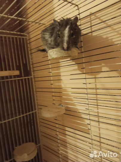 Белки дегу с клеткой