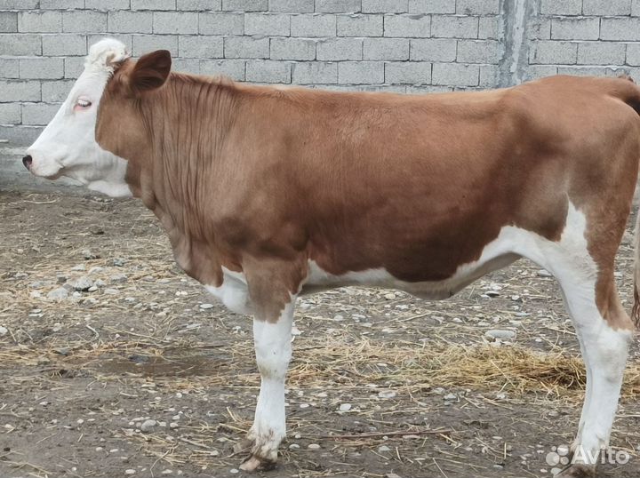 Телки один бычек