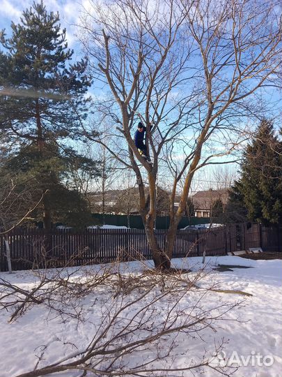 Cпил деревьев