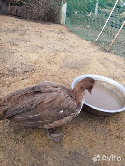 Мускусные утки тяжелые линии