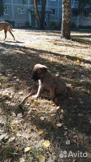 Собака в добрые руки щенок мальчик