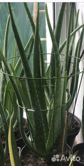 Алоэ 5лет