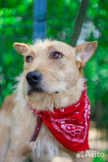 Молодая собака из приюта в добрые руки