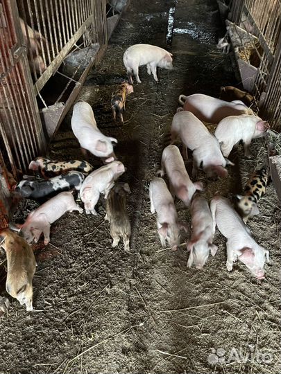 Поросята