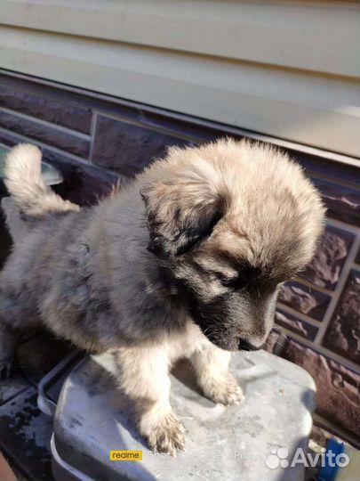 Щенки найдёныши