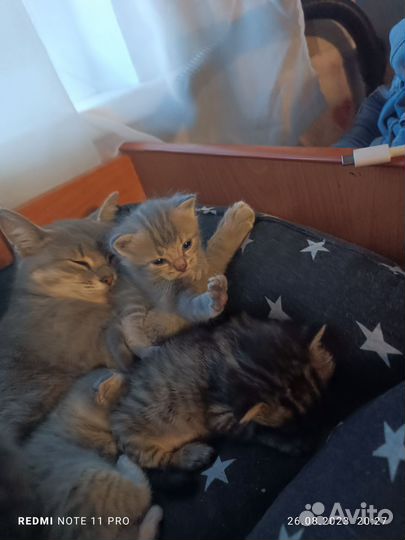 Кошка в дар бесплатно