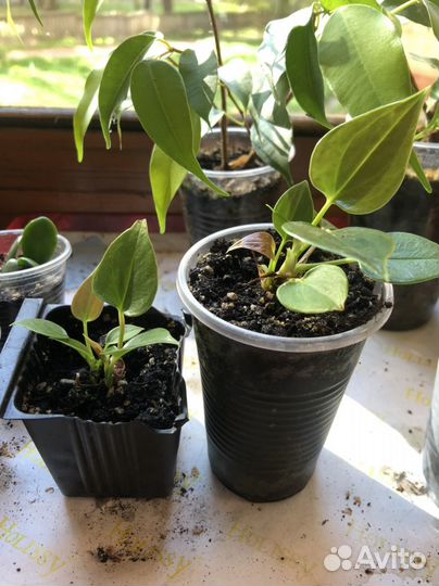 Замиокулькас