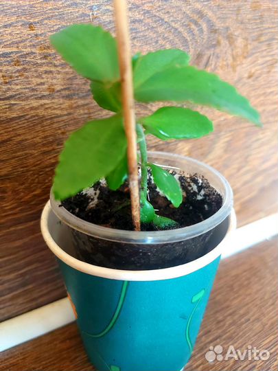 Традесканции, бегония, пеперомия,колеус,ирезине