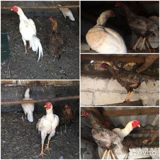 Бойцовые куры