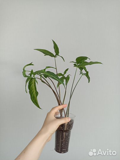 Сингониумы