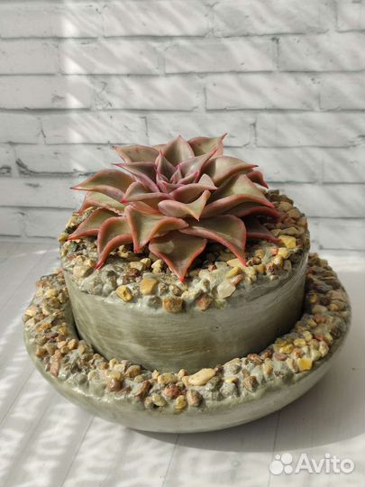 Флорариумы на подарок. Разноцветные суккуленты