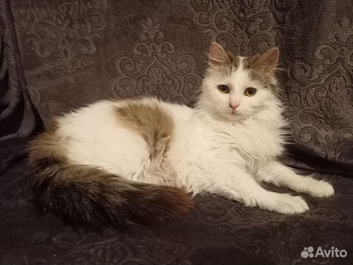 Моолодой котик в добрые ручки