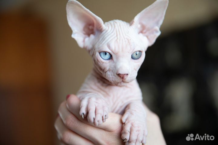 Канадский сфинкс котята