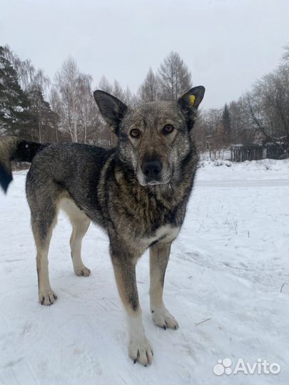 Собака в добрые руки