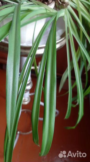 Хлорофитум