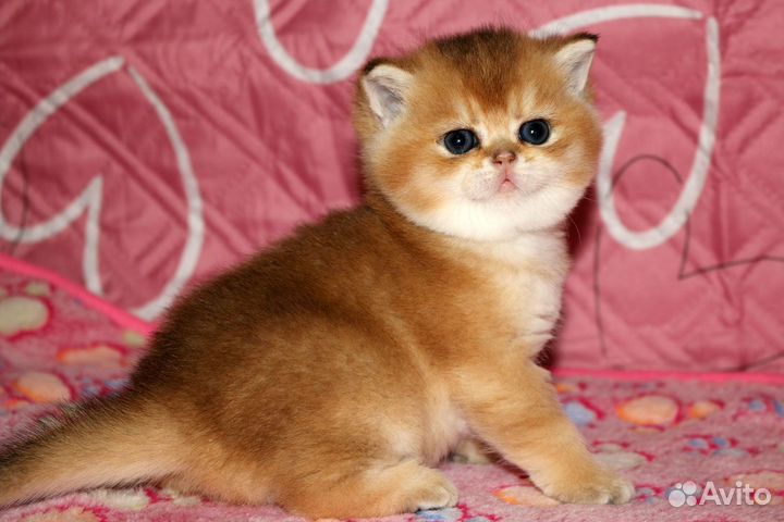 Котята британские шиншиллы золото