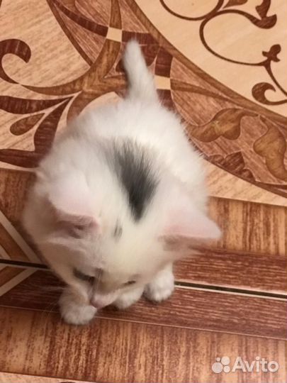 Котенок в добрые руки