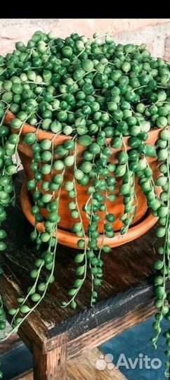 Крестовник роули