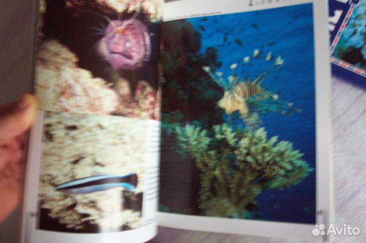 Красное море фотоальбом