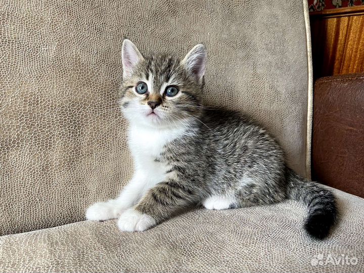 Котёнок девочка