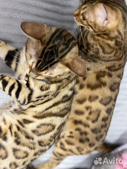 Бенгальская