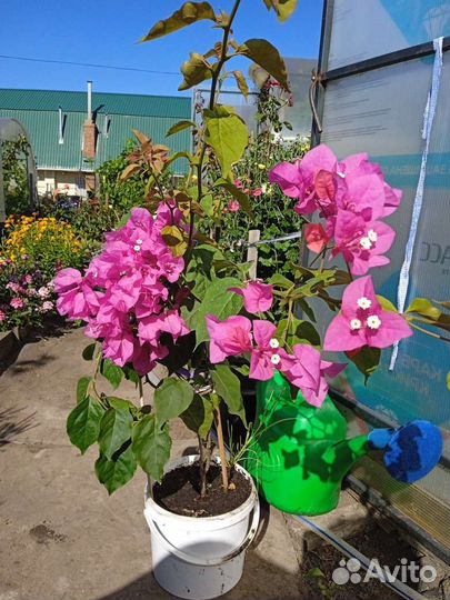 Бугенвиллия