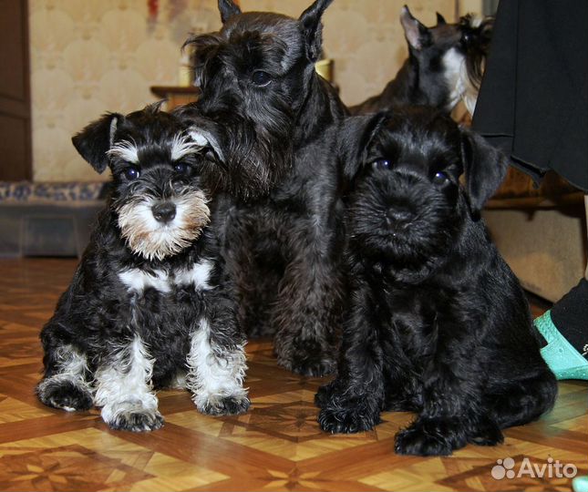 Мини шнауцер