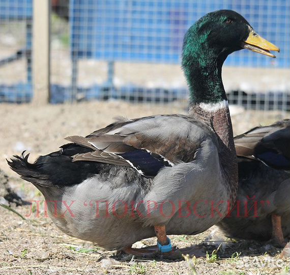 Селезни руанской утки