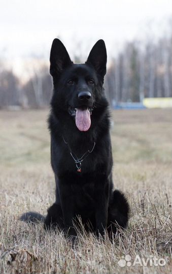 Щенок немецкой овчарки черный
