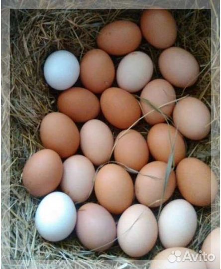 Яйцо домашнее