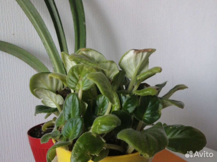 Сансевиерия-щючий хвост, Денежные дерево