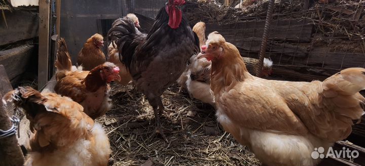 Куры несушки