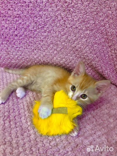 Рыжик в добрые руки