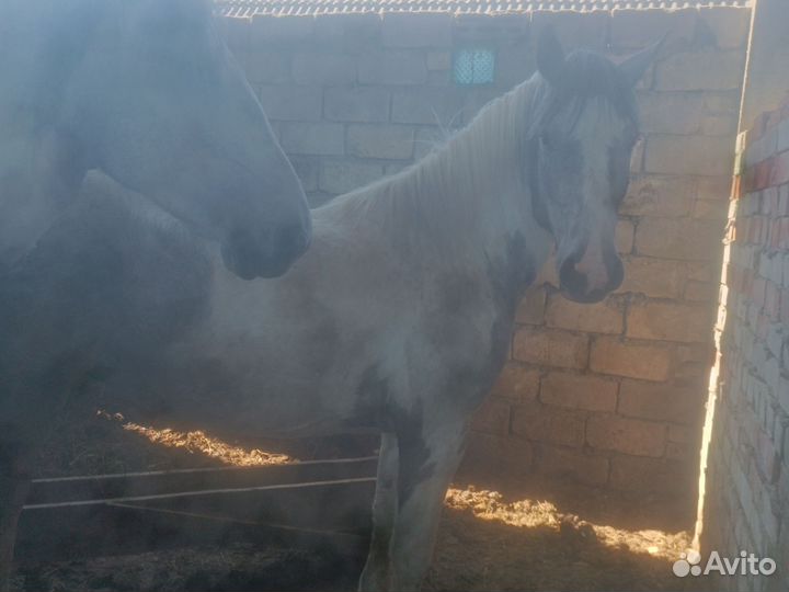 Продам кобыл