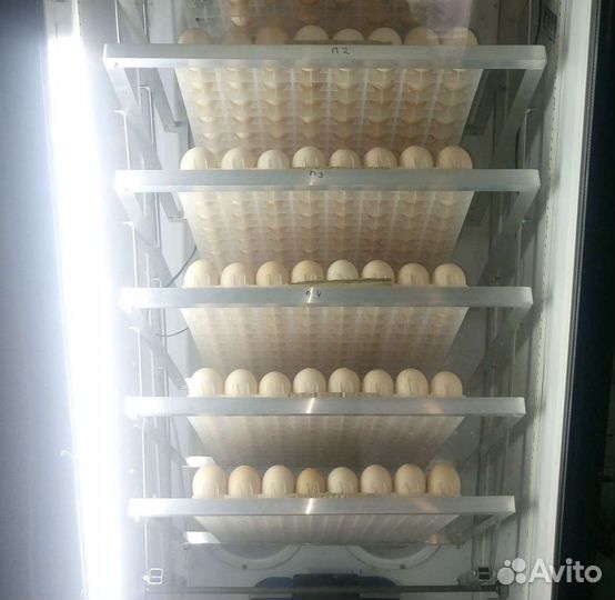 Бройлер кобб 500