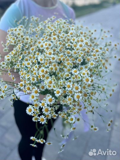Ромашки букет