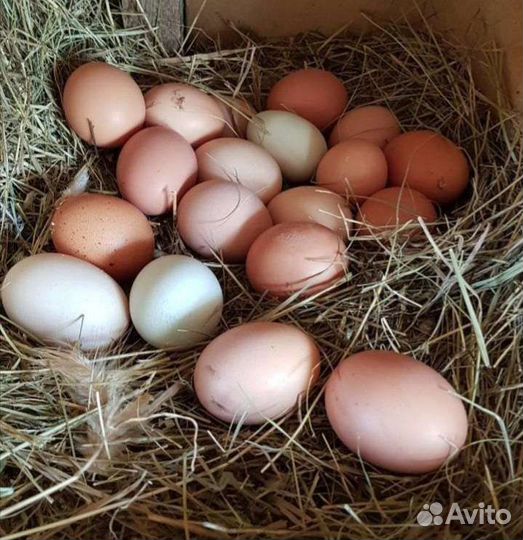 Домашние куриные яйца