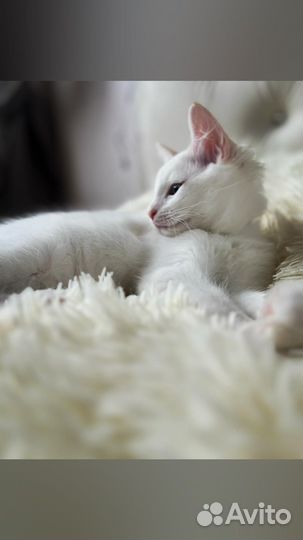 Котята рэгдолл