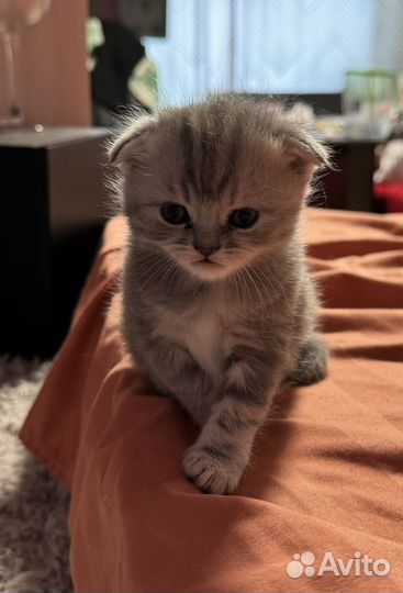 Шотландская скоттиш-фолд