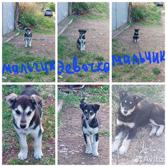 Бесплатно малыши в добрые руки