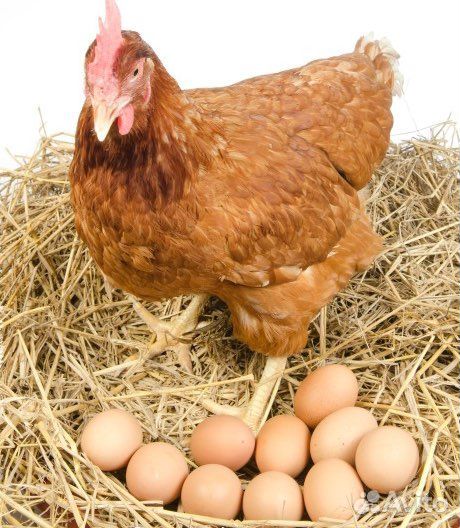 Куры,яйца