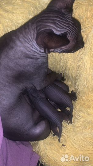 Канадский сфинкс