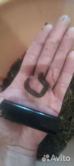 Черви для рыбалки