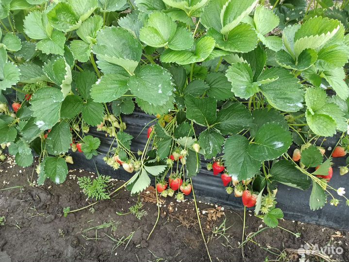 Рассада клубники Априка