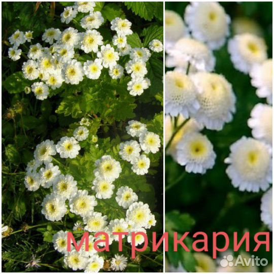 Многолетние цветы