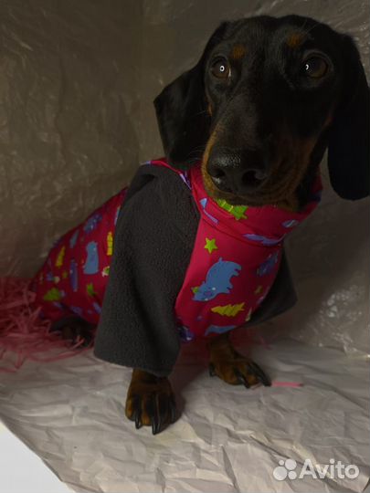 Одежда для животных