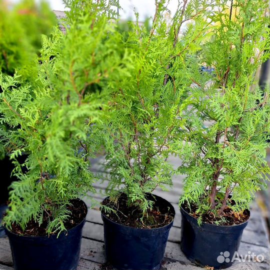 Туя западная Брабант 60-80 см (С7)